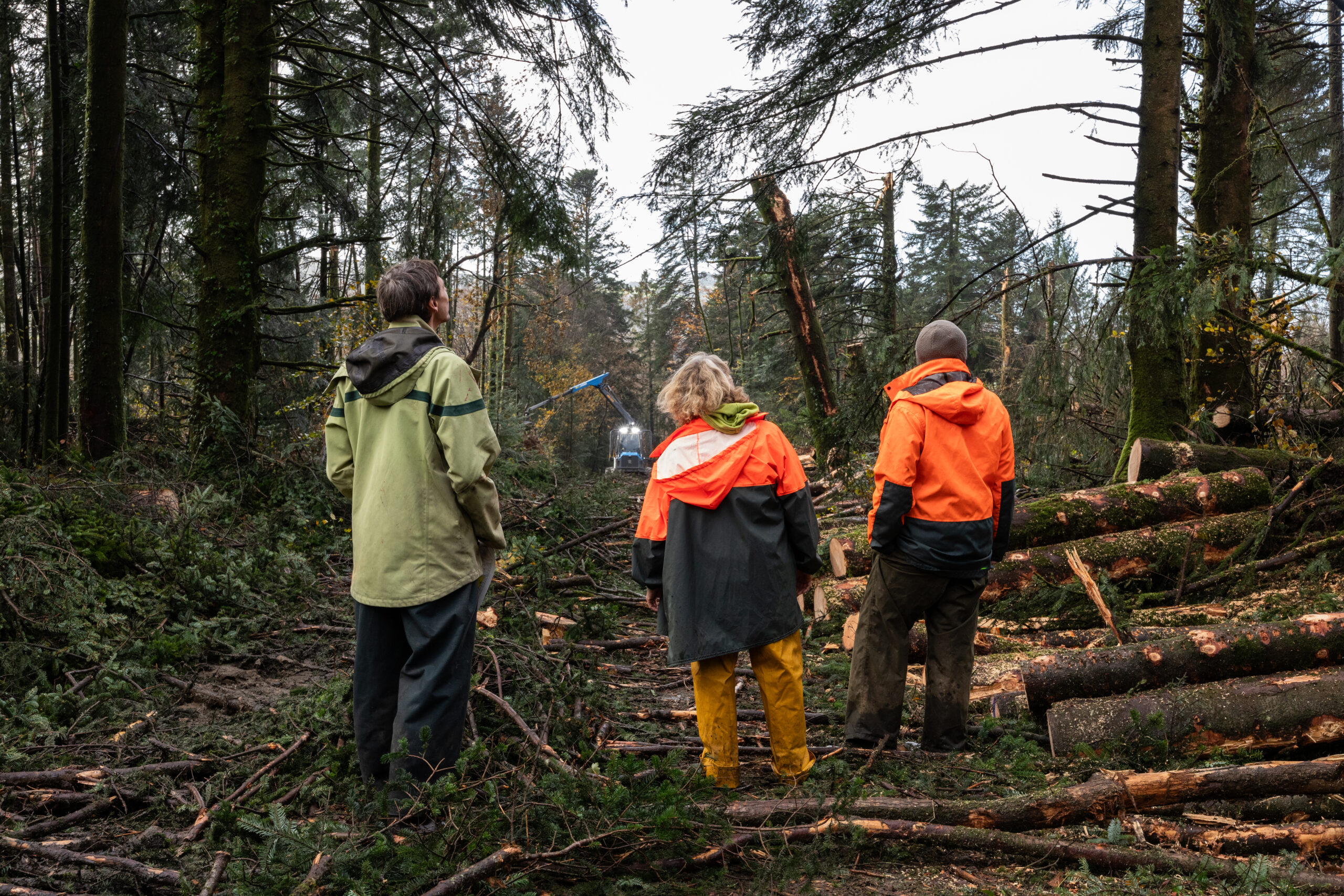 Après la tempête - Bretagne - Forêt du Cranou - 14-11-2023 - Justine Hubert - HD - 19